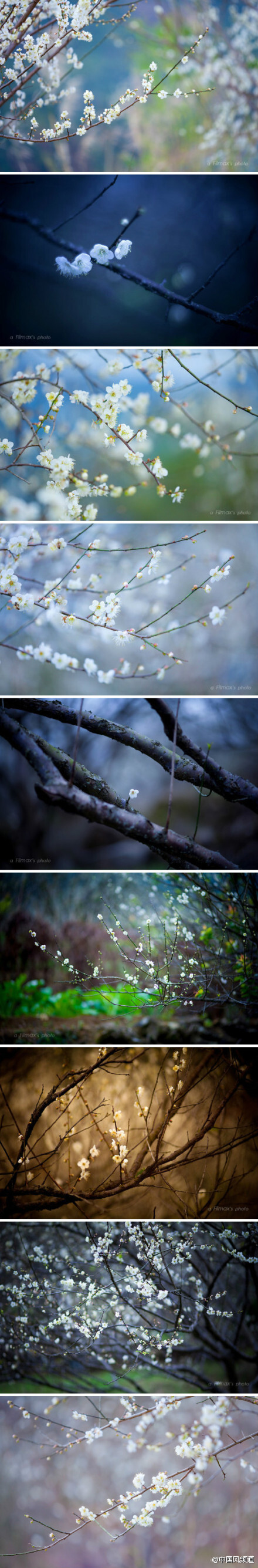 农历岁末，冬至前后，梅花盛开，繁花如雪，疏影横斜，香风阵阵