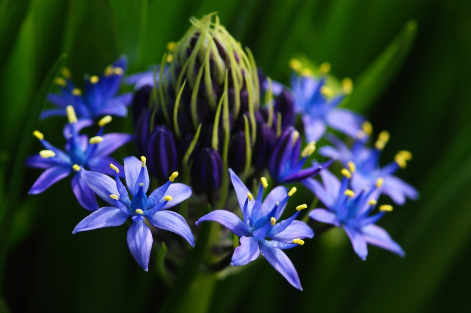 Scilla peruviana 。地中海蓝钟花。