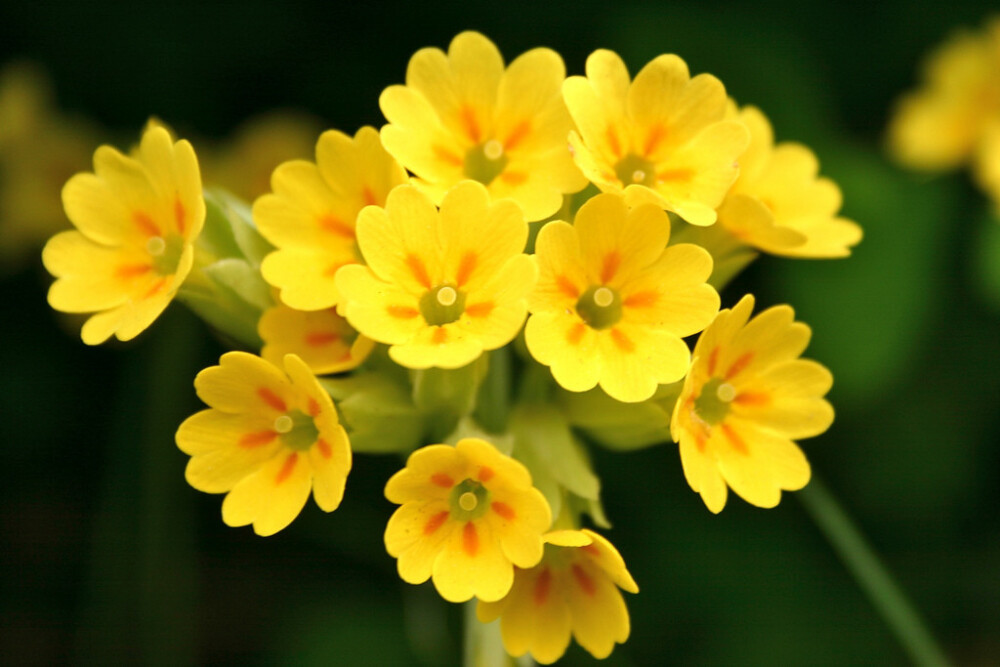 Primula veris 。黄花九轮草。