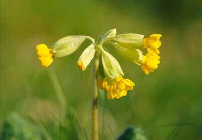 Primula veris 。黄花九轮草。