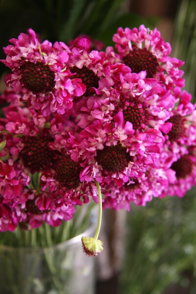 scabiosa 蓝盆花属——舒小姐花房