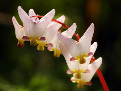 兜状荷包牡丹（Dicentra cucullaria）