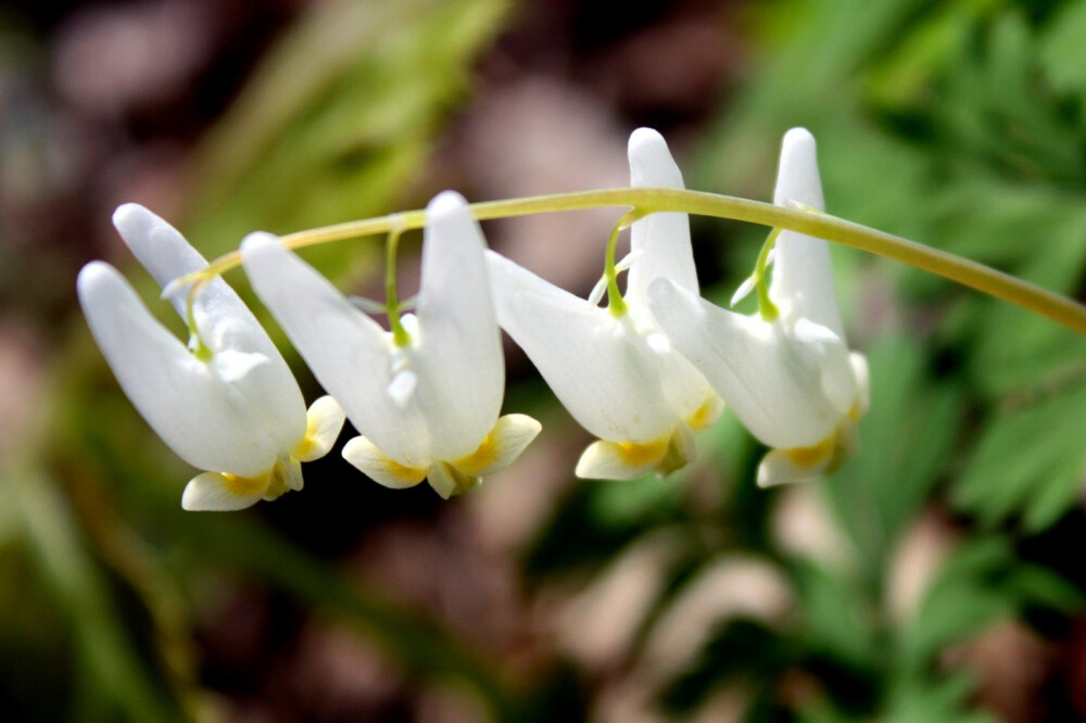 兜状荷包牡丹，学名：Dicentra cucullaria。花型颇似倒挂著的荷兰人马裤，故俗名荷兰人灯笼裤。