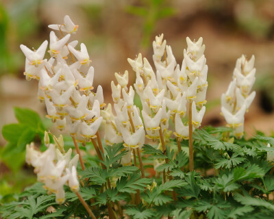 兜状荷包牡丹（Dicentra cucullaria）