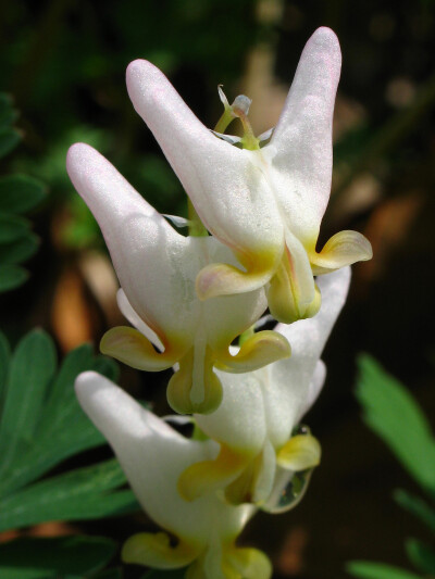 兜状荷包牡丹（Dicentra cucullaria）