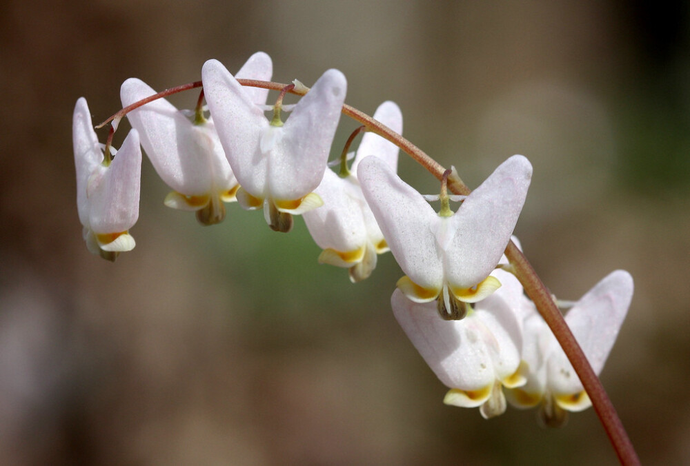 兜状荷包牡丹（Dicentra cucullaria）