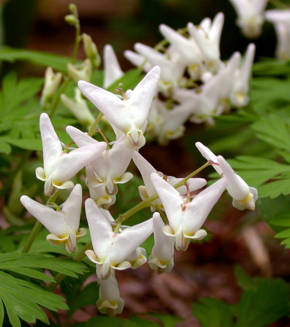 兜状荷包牡丹（Dicentra cucullaria）