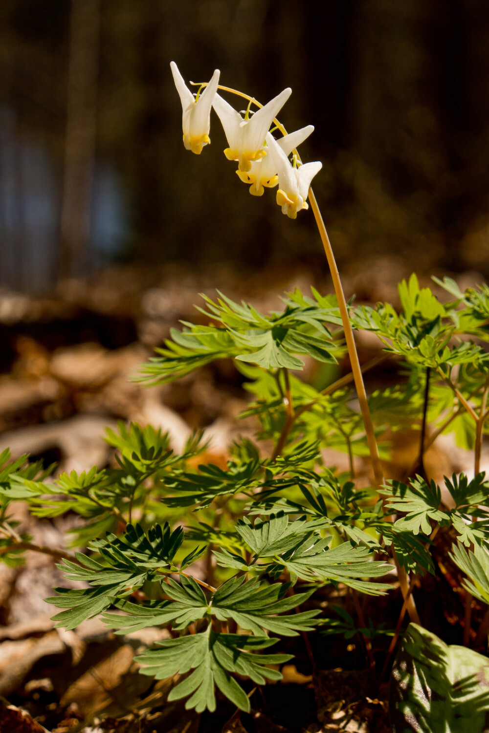 兜状荷包牡丹（Dicentra cucullaria）