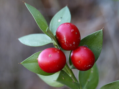 假叶树（Ruscus aculeatus ）