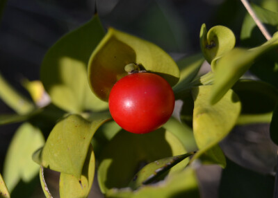 假叶树（Ruscus aculeatus ）