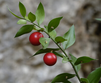 假叶树（Ruscus aculeatus ）