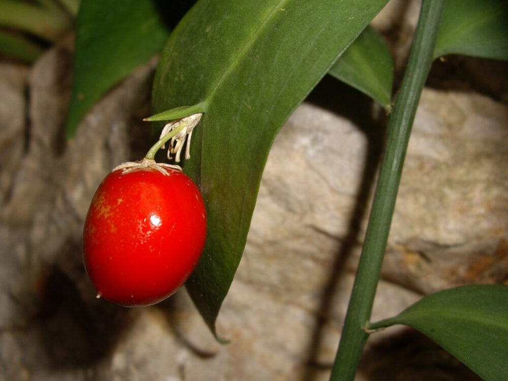 假叶树（Ruscus aculeatus ）