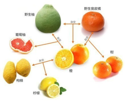 柑橘橙柚关系谱