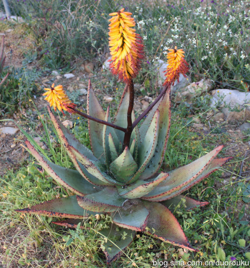 鬼切丸Aloe marlothii