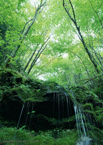 树林风景-树林间的流水高清桌面图片素材