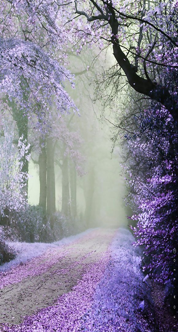 Purple Cherry Road