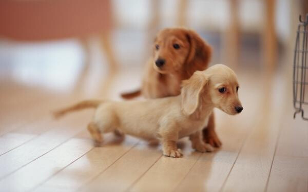 Dachshunds!