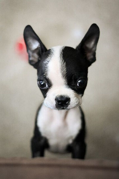 Boston Terrier