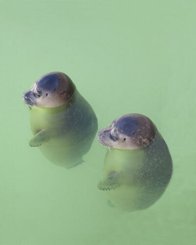 baby seals!