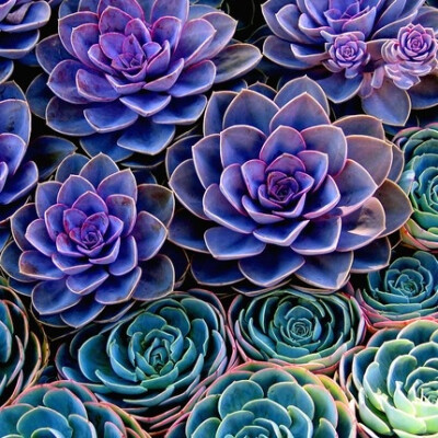 succulents