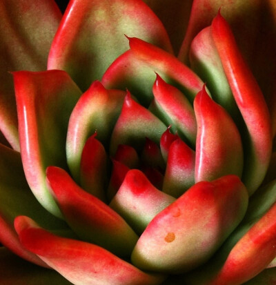 Pretty red succulent