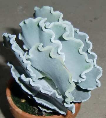 Cotyledon Undulata 6cm Succulent Plant Crassula Echeveria Aloe Astrophytum Agave