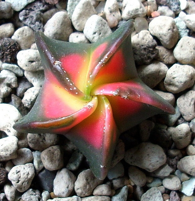 Astrophytum myriostigma