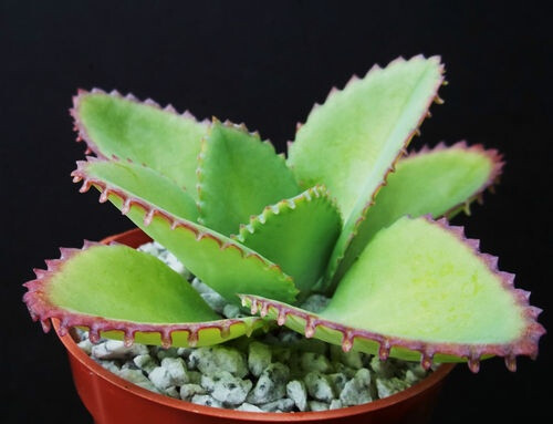 Kalanchoe Daigremontiana Mexican Hat Plant RARE Succulent Exotic Cactus cacti 4 | eBay