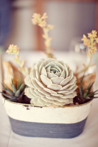 succulents