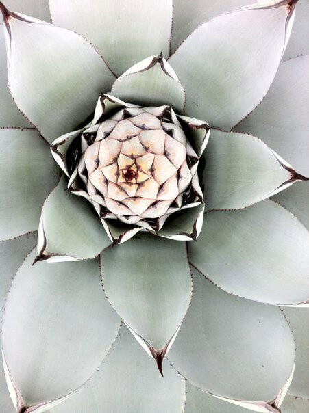 succulent