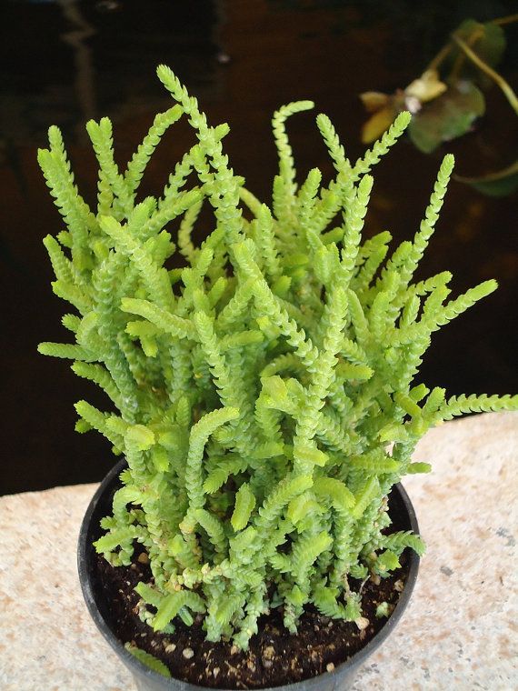 Crassula Muscosa 'Watch Chain'