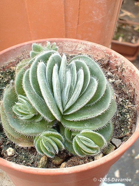 Crassula tomentosa. retour Crassula