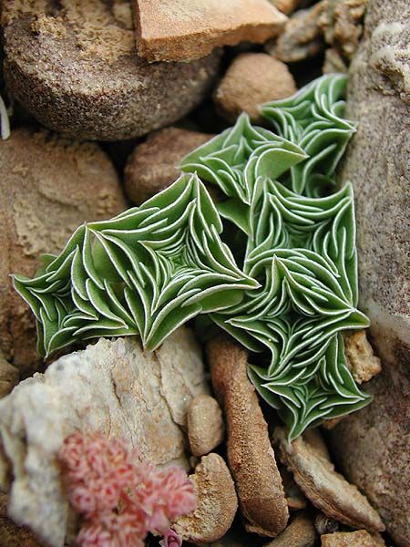 Crassula - form and texture