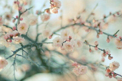 花开花落，我在樱花下等你。