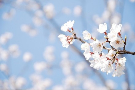 花开花落，我在樱花下等你。