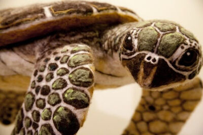 Needle felted sea turtle by wooliza.