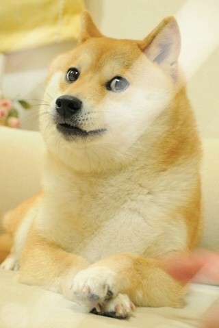 #柴犬##doge##锁屏# wow plz no.