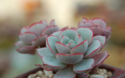 凌波 Echeveria sbucorymbosa lau 026