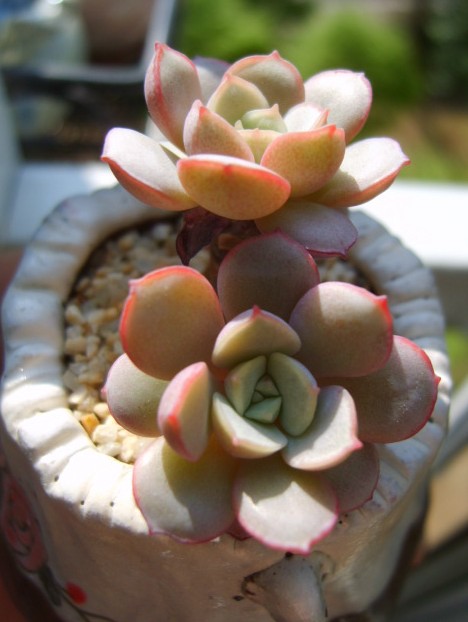 凌波 Echeveria sbucorymbosa lau 026