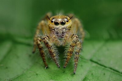 蜘蛛是许多微距镜头爱好者所青睐的对象，尤其是拥有 8 只眼睛的跳蛛，炯炯有神的眼睛非但没有给人恐怖的感觉，反到有一点点的怪异的可爱。 近日，来自马来西亚的摄影师 Jimmy Kong 就拍摄了一组跳蛛照片，没想到…