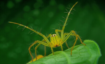 蜘蛛是许多微距镜头爱好者所青睐的对象，尤其是拥有 8 只眼睛的跳蛛，炯炯有神的眼睛非但没有给人恐怖的感觉，反到有一点点的怪异的可爱。 近日，来自马来西亚的摄影师 Jimmy Kong 就拍摄了一组跳蛛照片，没想到…