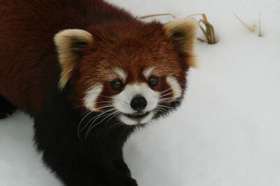  小熊猫这种相互间比较孤立的分布方式感觉很容易形成很多变种啊。网上的图片好像都没有注意区分小熊猫的这两个亚种，很少有照片对其进行了标注。PS：我也不知道这图分的对不对Styan's red panda A. f. styaniWestern…