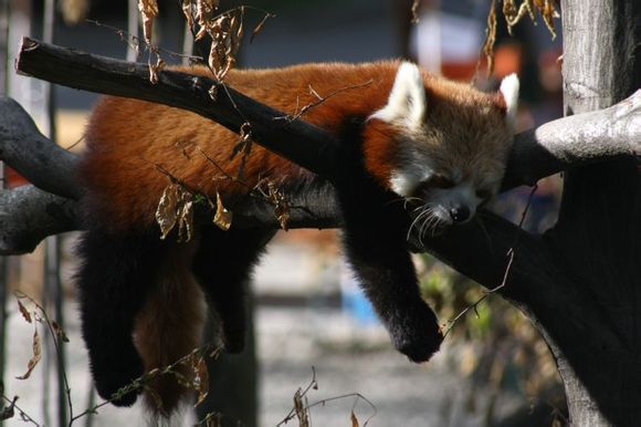  小熊猫这种相互间比较孤立的分布方式感觉很容易形成很多变种啊。网上的图片好像都没有注意区分小熊猫的这两个亚种，很少有照片对其进行了标注。PS：我也不知道这图分的对不对Styan's red panda A. f. styaniWestern red panda A. f. fulgens虽然照片中没有注明，但大家应该还是会发现小熊猫间毛色的明显区别吧。有些小熊猫的毛色较深，有些则明显泛白。