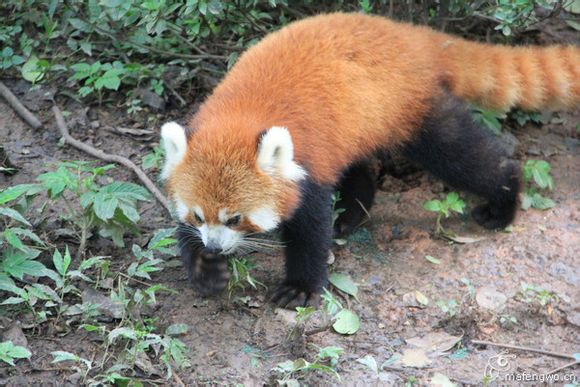 小熊猫的 各种熊样~ 罒ω罒