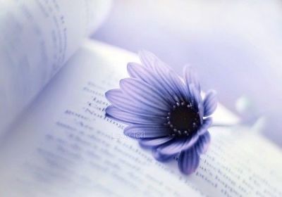 年年岁岁花相似