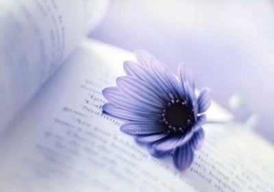 年年岁岁花相似