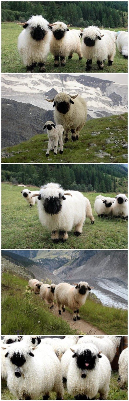 【瓦莱黑鼻羊：我擦嘞怎么能这么萌】瓦莱黑鼻羊（Valais Blacknose），是瑞士瓦莱地区培育出来的一种绵羊： 我擦嘞萌成这样还需要描述吗！大人，您这身白衣裳哪买的？大人，你的月亮哪去了大人？ 茉莉—微薰