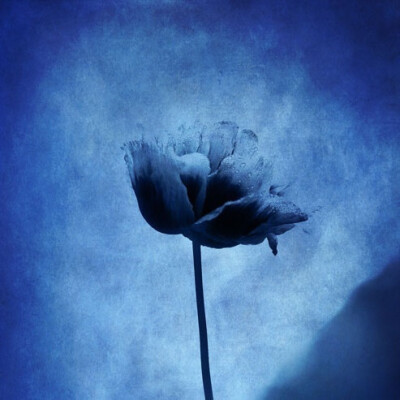 Blue | BEing•Ƹ̵̡Ӝ̵̨̄Ʒ• BLUE