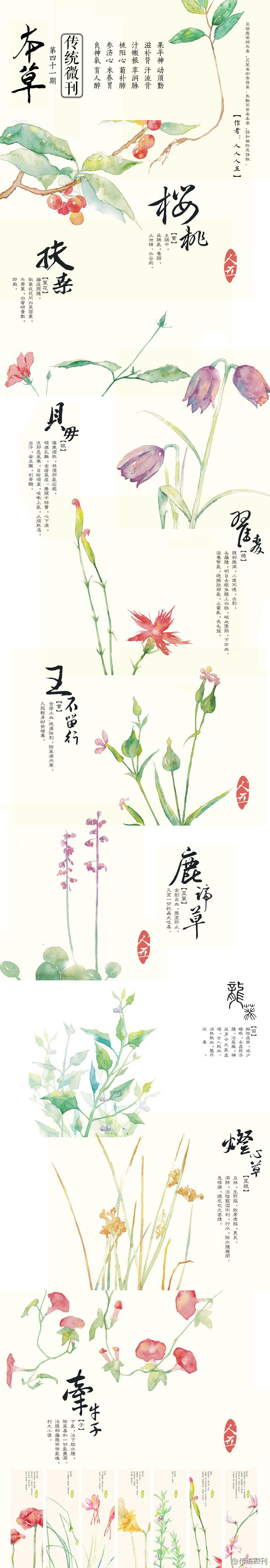 #传统微刊#【第四十一期·本草】长得正好的草即使放进药屉，不久也会烂掉，因它未经晒、烘、焙或炒……诸多劫数，少了一劫都不能成药。凡是药，都身世沧桑且需以文火轻拢慢捻，不疾不徐地在药锅底下缭绕，熬着熬着，药心舒展。尘封已久的沧桑便一丝一缕地倾吐出来，方渡世人苦疾。