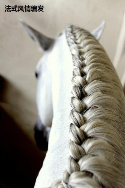 作为一匹马，发型是很重要的！麻花辫、法式田园风、中分、偏分……额，最后的那位马同学，理发店出门左拐！